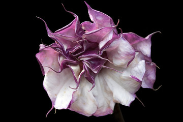 Stramonium (datura)