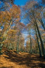 Fototapeta premium Forest in autumn,foliage of trees, colors in nature