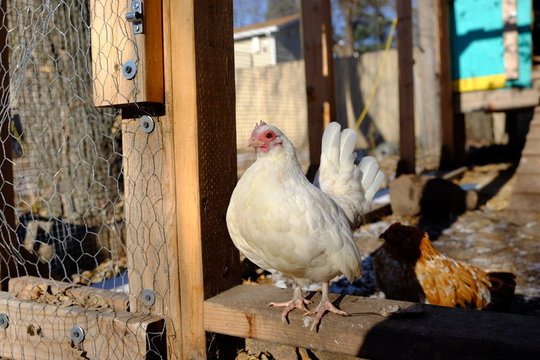 Backyard Chicken Serama Hen