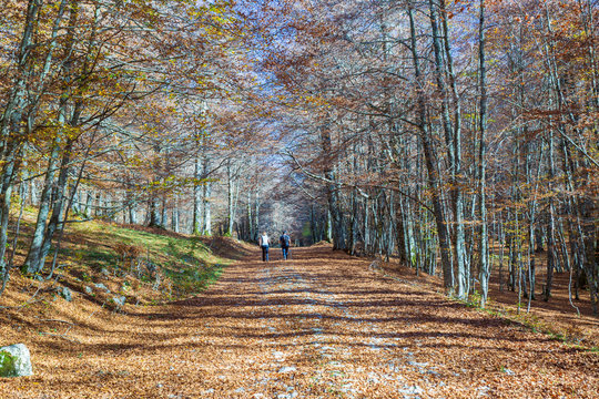 Forest in autumn,foliage of trees, colors in nature