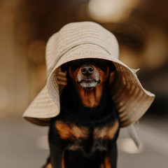 funny pinscher dog wearing a big lady hat