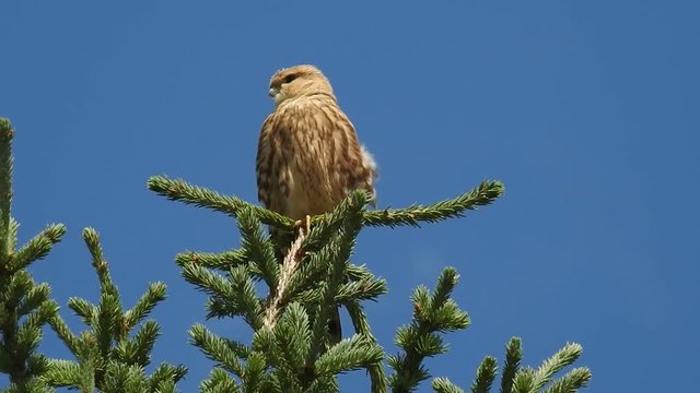 Merlin