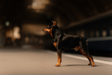 miniature pinscher dog standing at the train station