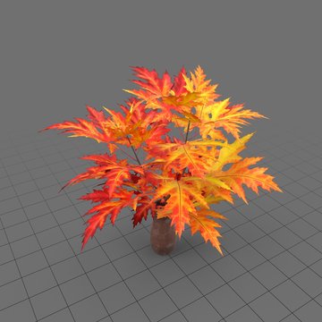 Maple leaves in vase