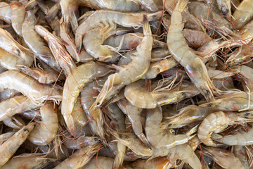 Raw shrimp for human consumption. Food of animal origin.