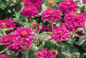 Pink Common Zinnia flowering background (Zinnia Elegans) are blossoming in tropical flower garden