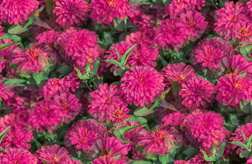 Pink Common Zinnia flowering background (Zinnia Elegans) are blossoming in tropical flower garden
