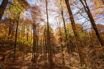 Forest in autumn,foliage of trees, colors in nature