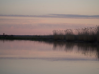 Paysage, roseau au bord d'une rivière, au couché du soleil