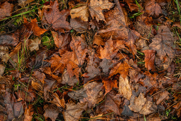 Dark leaves on ground. Autumn pattern concept background