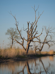 Paysage, arbres au bord d'une rivière - Estonie