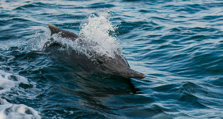 Naklejka premium a family of dolphins racing with a boat in the open sea 