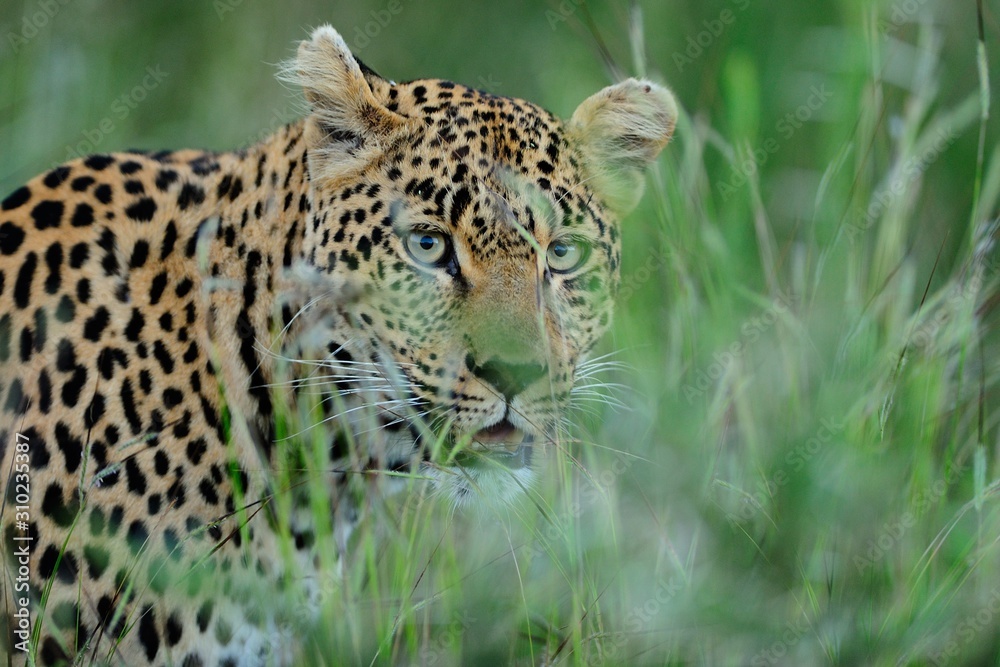 Poster Magnificent African leopard hiding behind the tall green grass