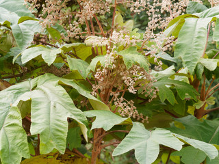 Inflorescence with large panicles and small drupe of Tetrapanax papyrifer or rice-paper plant