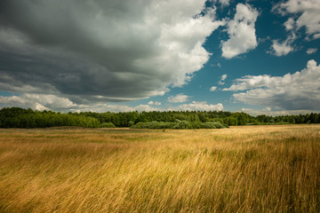 Yellow tall grass in the meadow, forest and clouds on the sky
