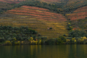 Naklejka premium Scenic view of riverbank, Douro River, Douro Valley, Portugal
