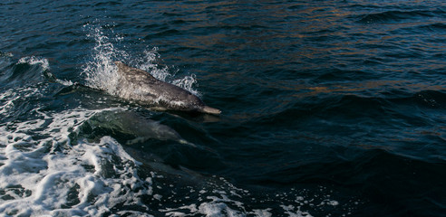 a family of dolphins racing with a boat in the open sea 