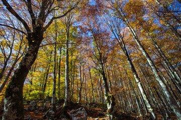 Forest in autumn,foliage of trees, colors in nature