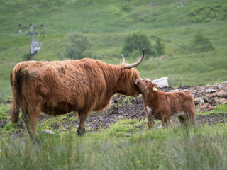 Vache écossaise et son veau - Ecosse