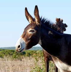 Wild Donkey of Northern Cyprus. Dipkarpaz