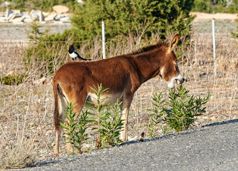 Naklejka na ściany i meble A magpie sits on the back of a wild donkey of Northern Cyprus. Dipkarpaz