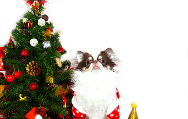 Fototapeta na wymiar Adorable chihuahua dog wearing a New Year conical hat on festive background.