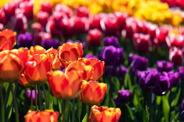 Tulpen Tulipa Frühblüher Frühling Farbenmeer Sonnenlicht Farben Pracht Garten bunt Park Holland selektive schäre Fokus Hintergrund Park Schönheit Leuchtkraft 