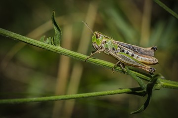 Close up image of green and brown stripe-winged grasshopper sitting on a stem on a sunny summer day in the field.