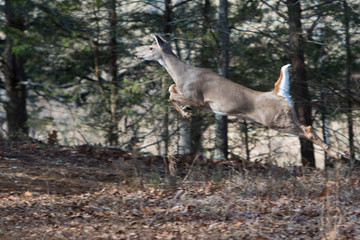 Obraz na płótnie Canvas White Tailed Deer on the Move