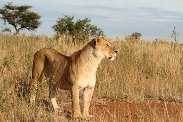 Beautiful lioness standing on the grassy field by a muddy pond in the middle of the jungle