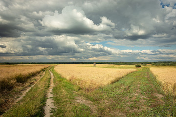 Unpaved road through a field with grain, horizon and clouds on the sky
