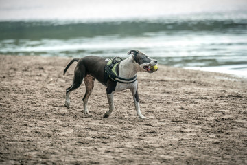 A dog playing with a ball on a beach near a lake