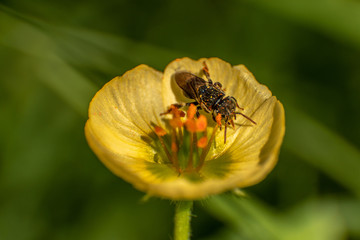 wasp on yellow circular flower