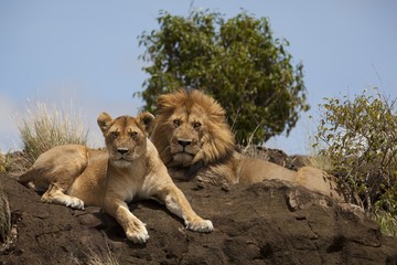 Lion and lioness resting proudly on a muddy hill in the middle of the jungle