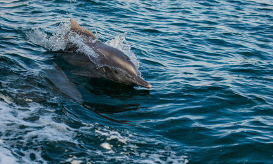 jumping bottle nose dolphins in the idian ocean, enjoying to race with a boat 