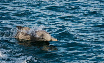 Fototapeta premium jumping bottle nose dolphins in the idian ocean, enjoying to race with a boat 