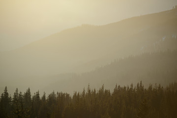 Fir Trees on the Mountain Hill in the Morning Fog. Beautiful Forest Background.