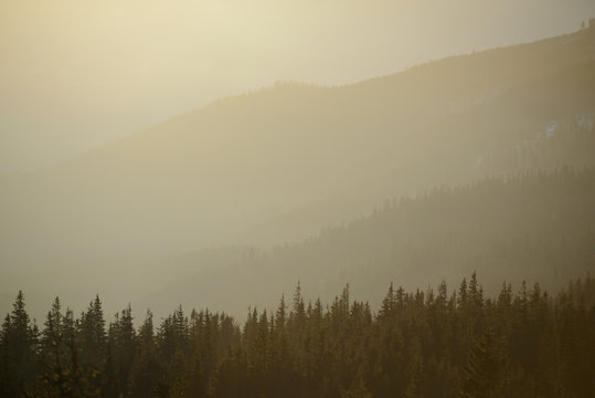 Fir Trees on the Mountain Hill in the Morning Fog. Beautiful Forest Background.