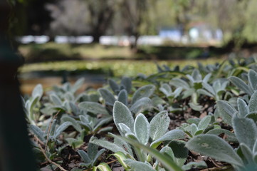 Wall Paper _ Background _ Plant