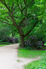 Fototapeta premium The Tiergarten, walk through the green beautiful park in central Berlin