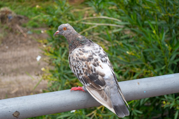 A mottled brown, gray and white pigeon sits on a metal railing 
