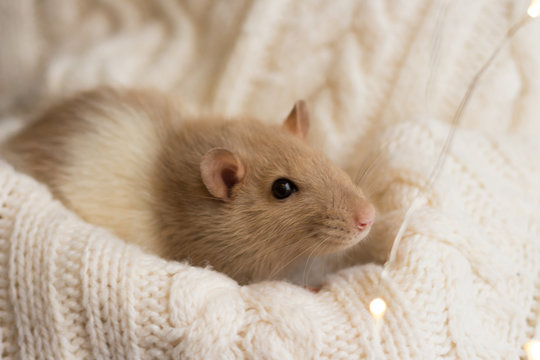 beige rat sits on a beige plaid, background with texture