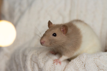 beige rat sits on a beige plaid, background with texture
