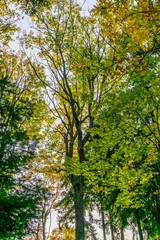 Skinny Autumn Trees 4