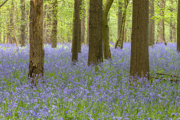 Bluebells carpet in the springtime forest