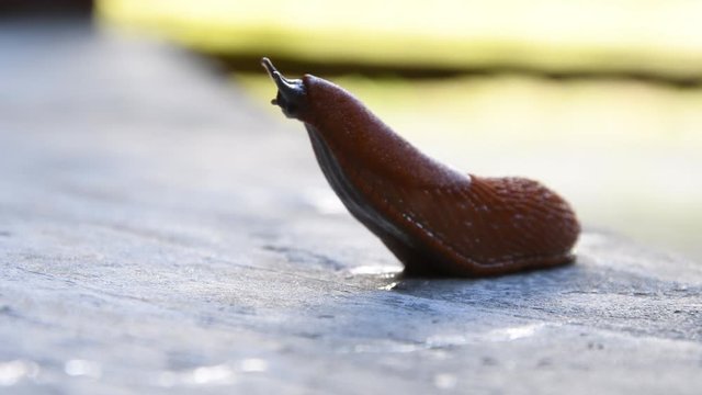 Roadside red slug in search of food, pest of gardens and vegetable gardens, Spanish slug