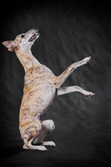 Whippet dog on a gray background stands on its hind legs