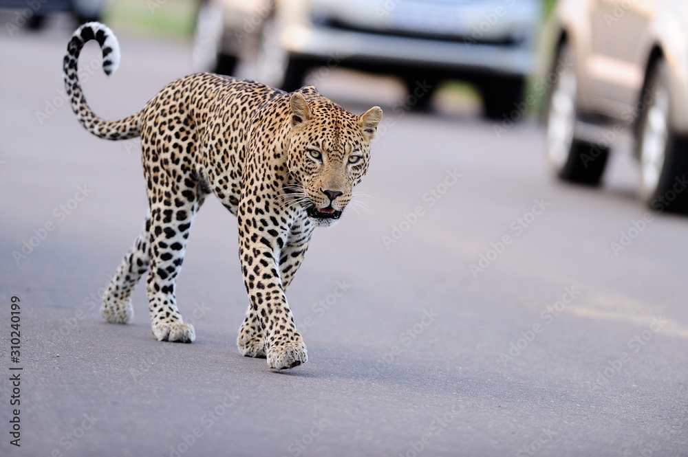 Poster Selective focus shot of an African leopard walking on the street among the cars