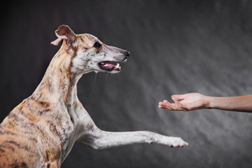 Whippet dog on a gray background gives a paw to a person