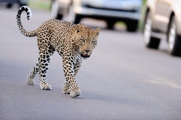 Selective focus shot of an African leopard walking on the street among the cars